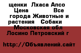 щенки  Лхаса Апсо › Цена ­ 20 000 - Все города Животные и растения » Собаки   . Московская обл.,Лосино-Петровский г.